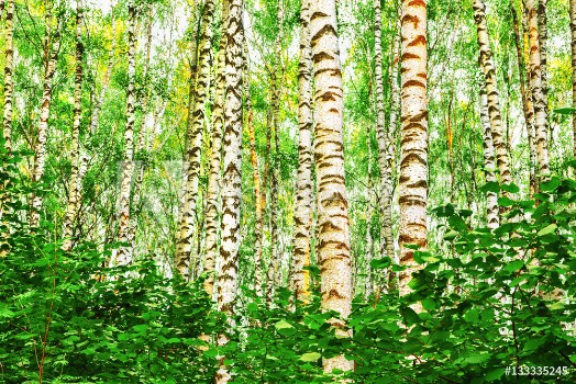 Bild på summer in sunny birch forest